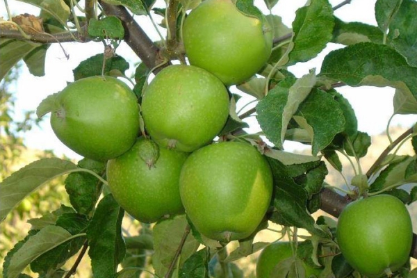 Granny smith